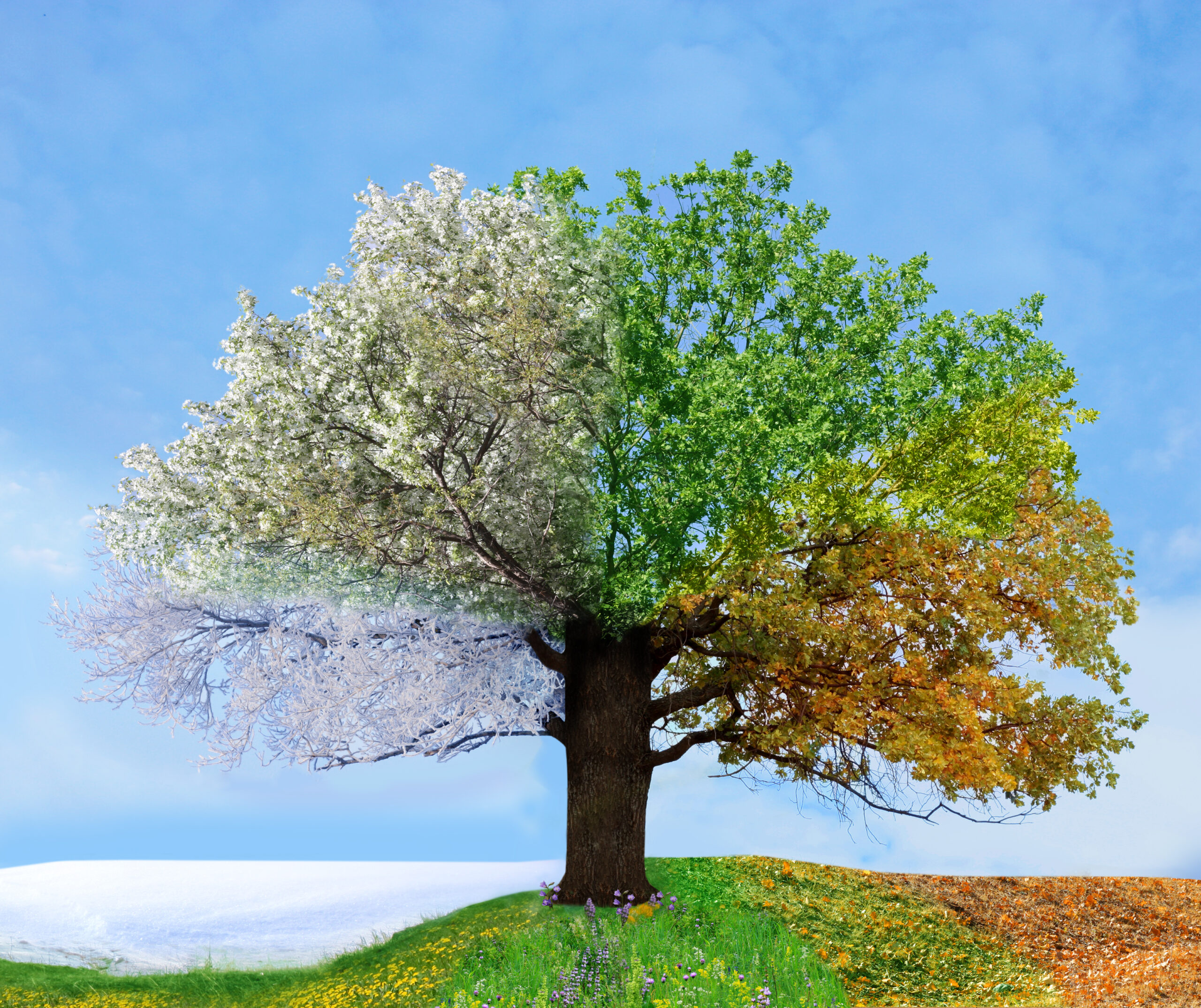 Supplement seasonal trends