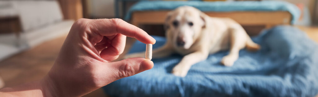 Pet Supplement Contract Manufacturing Services